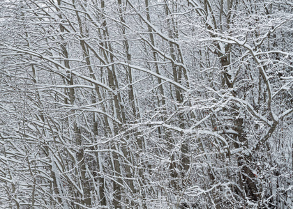 树枝覆盖着雪特写镜头