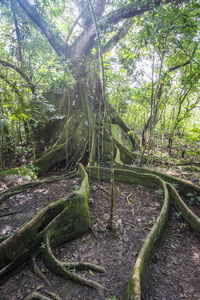 位于巴西里约热内卢郊区 Guapiacu 附近的大西洋雨林中的无花果树, 有很长的根。