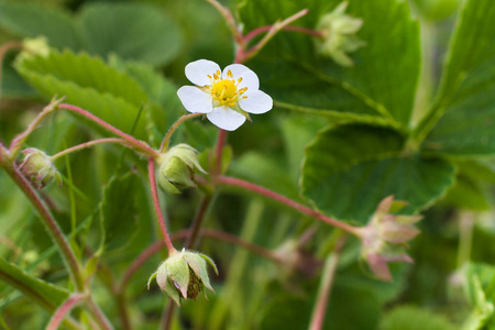 草莓的花朵图片