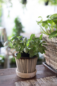 小树在盆栽植物装饰咖啡屋