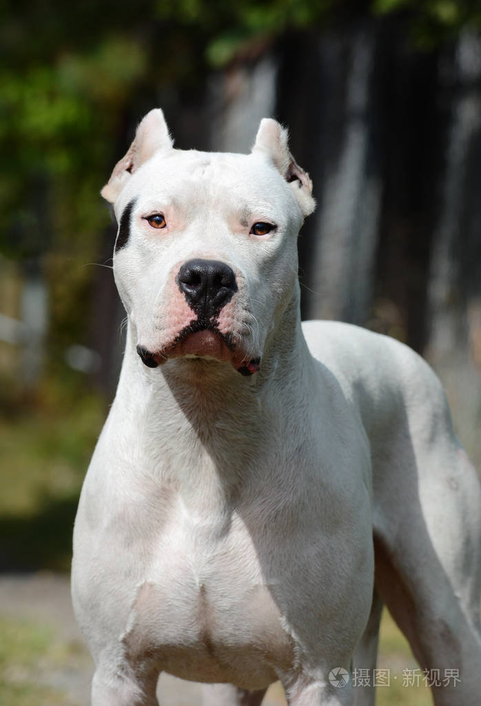 杜高阿根廷的肖像