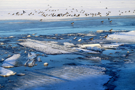 一张春天成群的乌鸦在河的冰浮冰上的照片