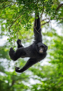 Siamang 挂在树上