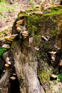 蘑菇和苔藓的树桩