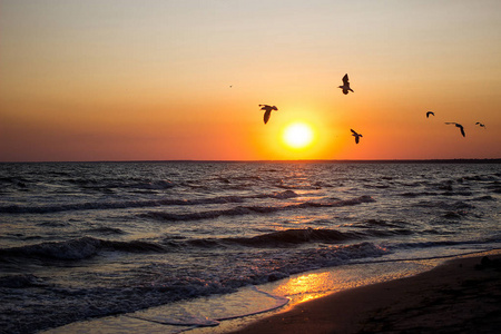 海边美丽的日落。一群鸟儿在夕阳下飞过海面