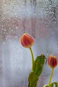 在窗台上花瓶里的郁金香