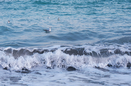 漂浮在黑海波浪上的海鸥