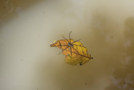 在巴西里约热内卢郊区 Guapiacu 附近的大西洋雨林, 漂浮在水面上的黄叶蜘蛛