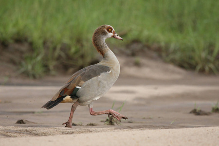 非洲博茨瓦纳大草原上的非洲野鸟