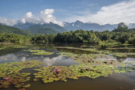 美丽的场景, 野生丛林湖的水百合和山脉在 Guapiacu 附近的大西洋雨林, 巴西里约热内卢郊区