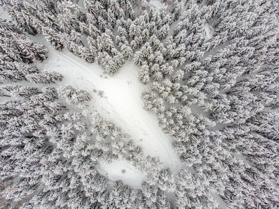 雪覆盖的常青树是美丽的。