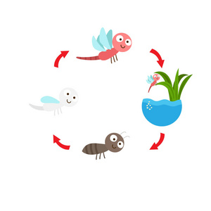 蜻蜓的生命周期流程图图片
