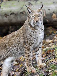 野生猞猁或山猫在森林里照片