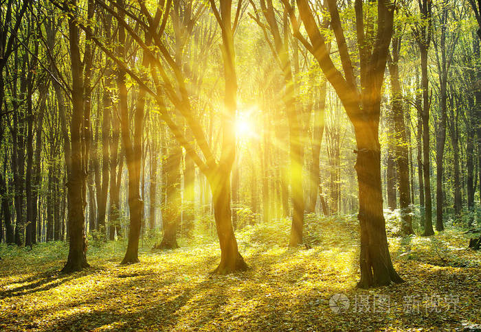 秋天的树林与太阳的光线穿过