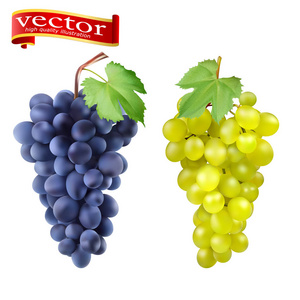葡萄簇红白3d 矢量集设计。一串葡萄成熟, 多汁, 高细节向量