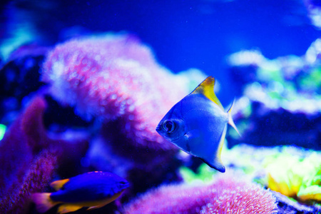 精彩 美丽的海底世界，与珊瑚 热带鱼