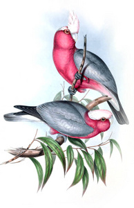 鸟的例证。澳大利亚的鸟类, 补充。1848