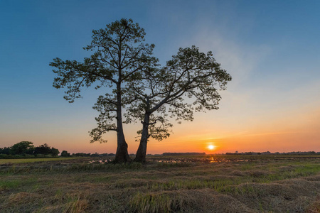 在一棵树后面日落孤单在麦田图片