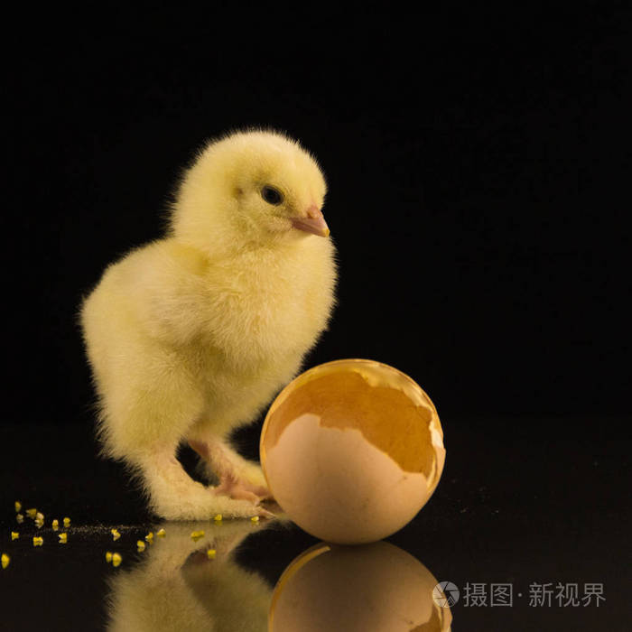 黑色背景毛茸茸爪子的小黄新生鸡