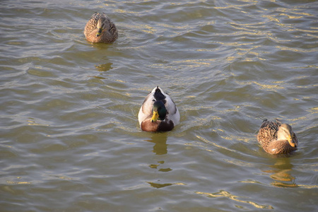 鸭子在池塘里游泳。野野鸭鸭。龙和女性