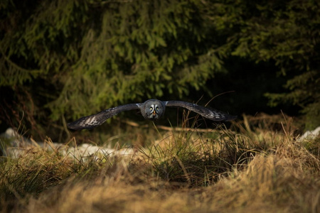 冬季森林中的野生动物：拉普兰猫头鹰 拓荒者和猎人