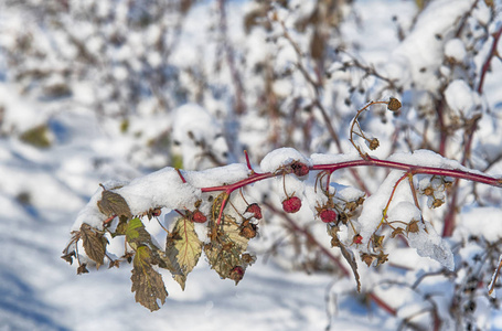 青叶霜与覆盆子植物成熟甜浆果的研究照片