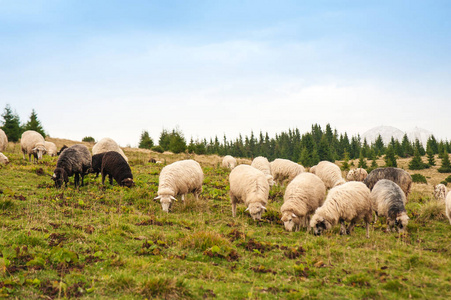 全景图的景观与群羊吃草绿色山区
