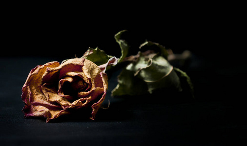 枯萎的玫瑰