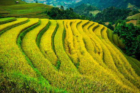 稻田上的梯田的木仓柴，Yenbai，越南。稻田准备收获在西北越南