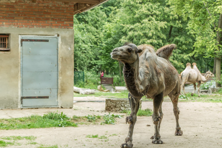 高骆驼走在城市动物园花园