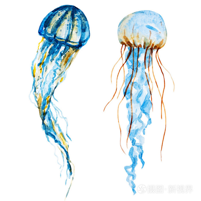 水彩的水母照片 正版商用图片0fujbq 摄图新视界