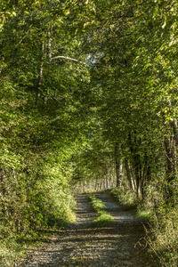 典型的窄路，通过茂密的森林