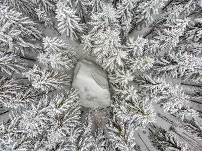 雪覆盖的常青树是美丽的。