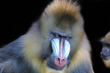 灵长类动物,雄性山魈照片