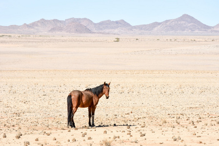 纳米比亚沙漠马
