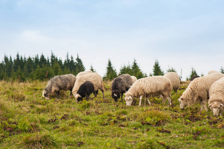 全景图的景观与群羊吃草绿色山区照片