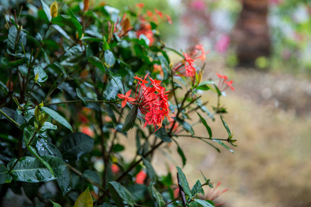 风景如画的植被, 多米尼加共和国