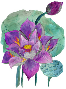 原作的水彩画的水生植物的莲花图片