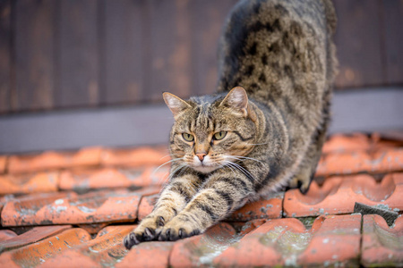 国内在屋顶上的猫