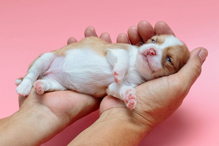 刚出生的小狗吉娃娃睡在人的手上照片