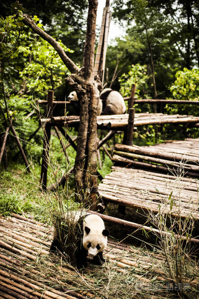 大熊猫在竹林里