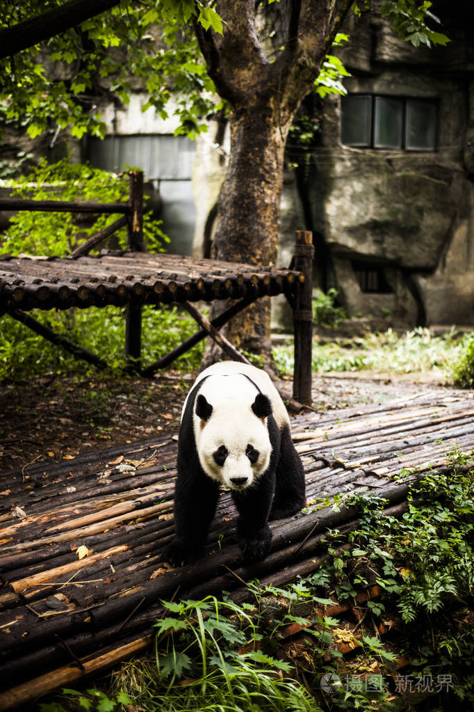 大熊猫在竹林里