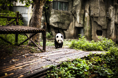 大熊猫在竹林里图片