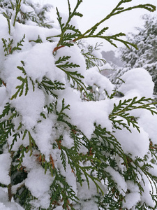 第一冬雪