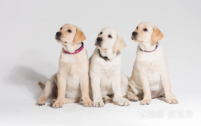 美丽的小狗拉布拉多猎犬对白色背景照片 正版商用图片0fuzq0 摄图新视界