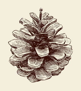 松塔牛肝菌图片-松塔牛肝菌素材-松塔牛肝菌插画-摄图新视界