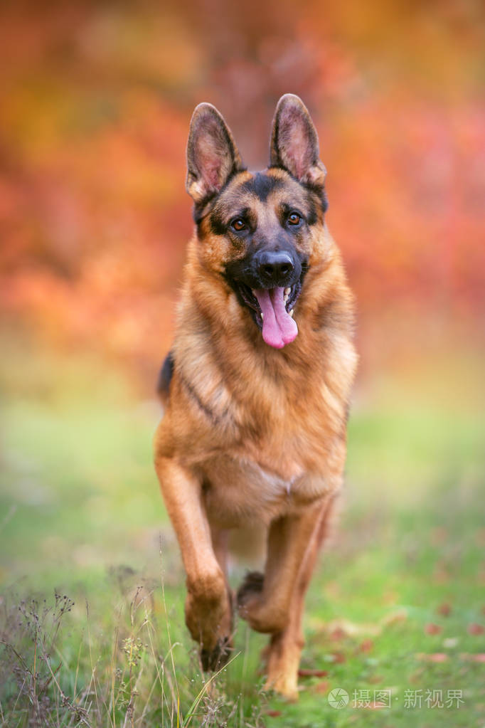 德国牧羊犬在秋季公园奔跑照片-正版商用图片0fv1zd-摄图新视界