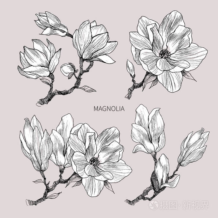 墨水,铅笔,木兰的叶子和花朵分离.线条艺术透明背景.手绘自然绘画.