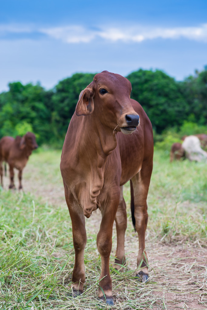 美国婆罗门牛牛特写