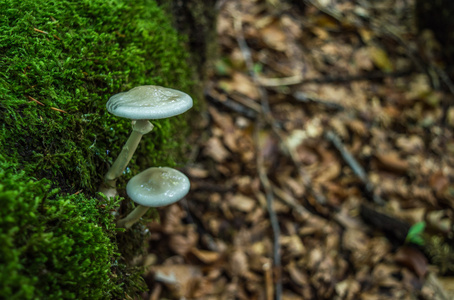 两个白色的蘑菇在树林里